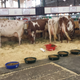 Illustration for article titled Cows at the Fair - Im Famous and Exhausted